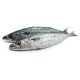 Sardine Fish