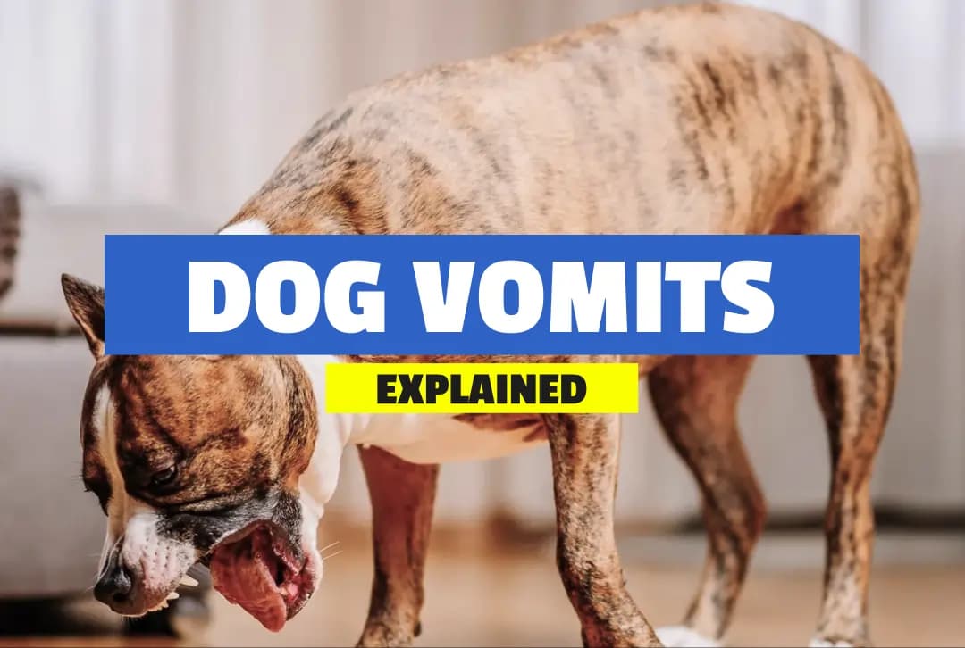 Why is My Dog Vomiting? A Guide to Common Causes