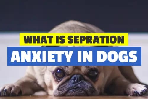 Separation Anxiety in Dogs | Symptoms and Solutions for Canine Separation Anxiety