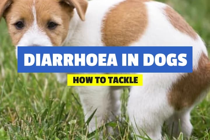 Diarrhea in Dogs - A Quick Guide for Pet Parents