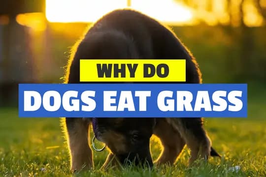 Why Do Dogs Eat Grass? | Eating Grass and Vomiting in Dogs