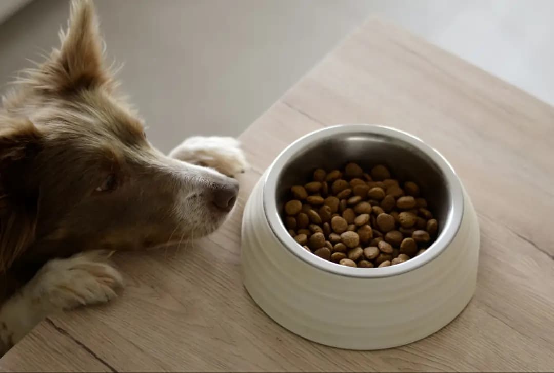 kibble-dog-food-protein