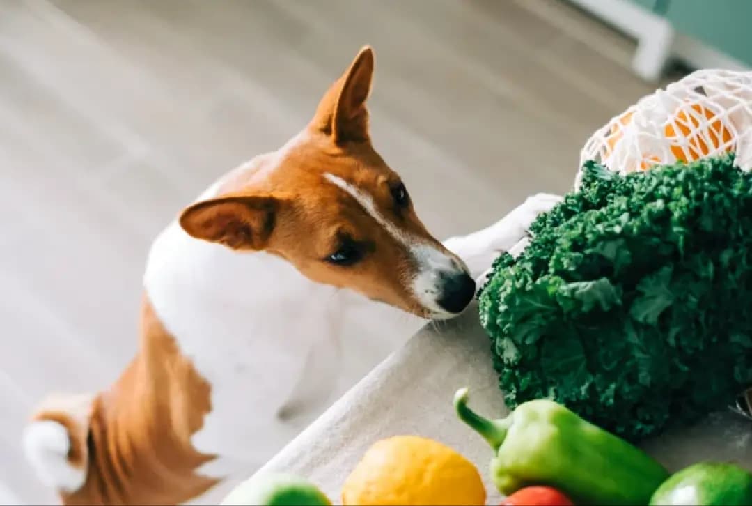 veg-dog-food-protein