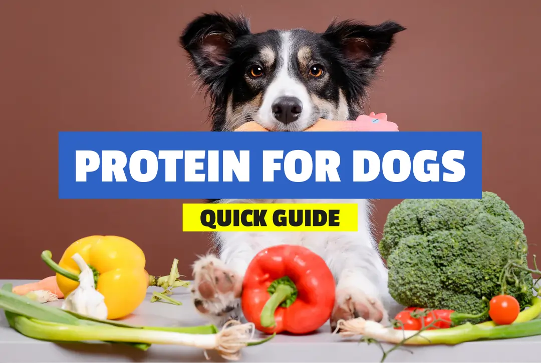 Best Protein for Dogs - How Much Protein Do Dogs Need?