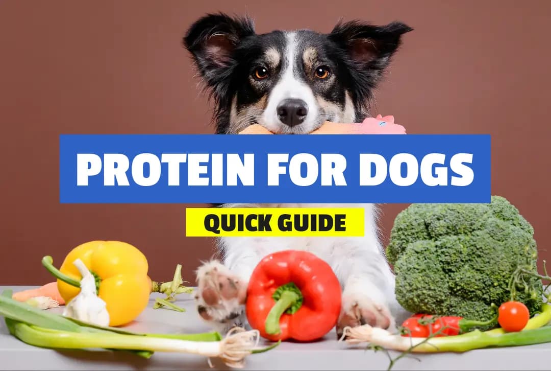 How To Choose The Best Protein Dog Food