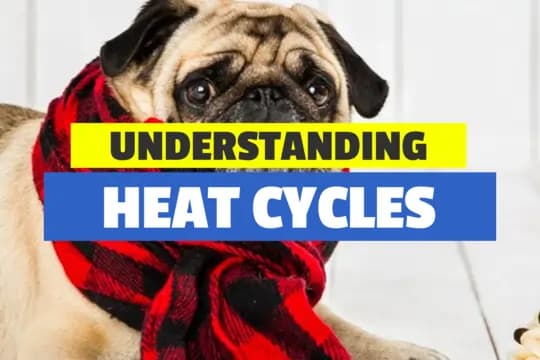 Yes! Dogs Have Periods | Understanding Heat Cycles in Dog