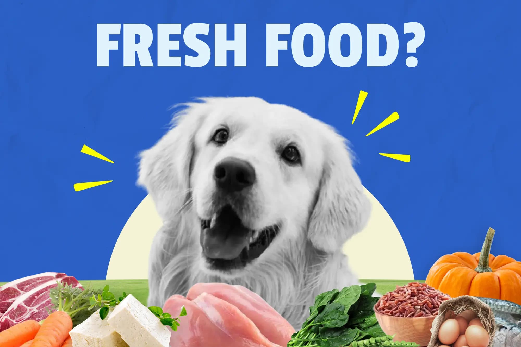 Is Fresh Dog Food better?