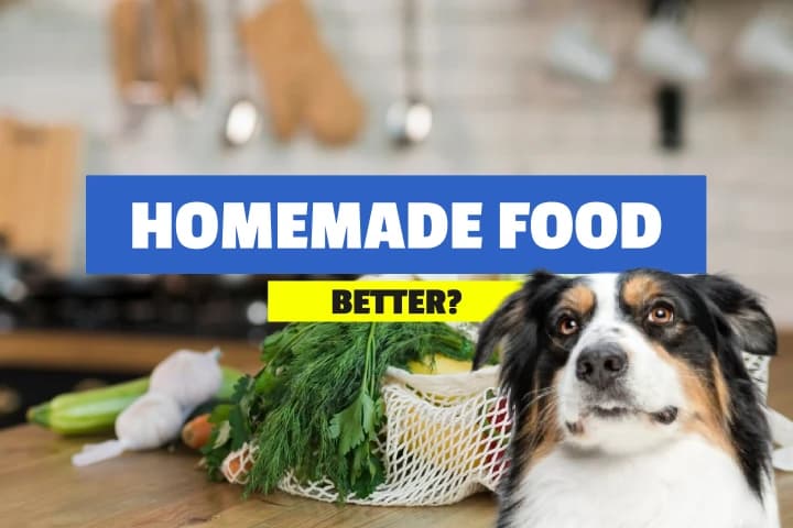 Here's why homemade food diet is best for dogs