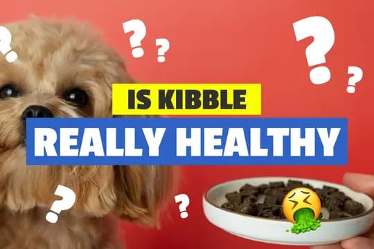 Is Kibble a healthy dog food