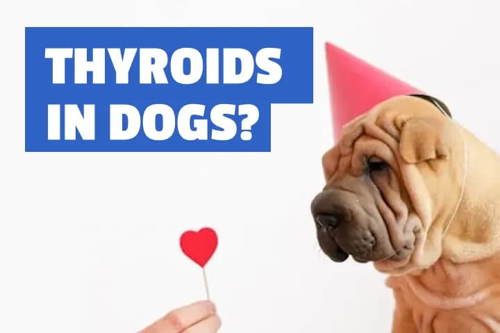 Thyroid Disorders in Dogs - What Every Pet Parent Needs to Know