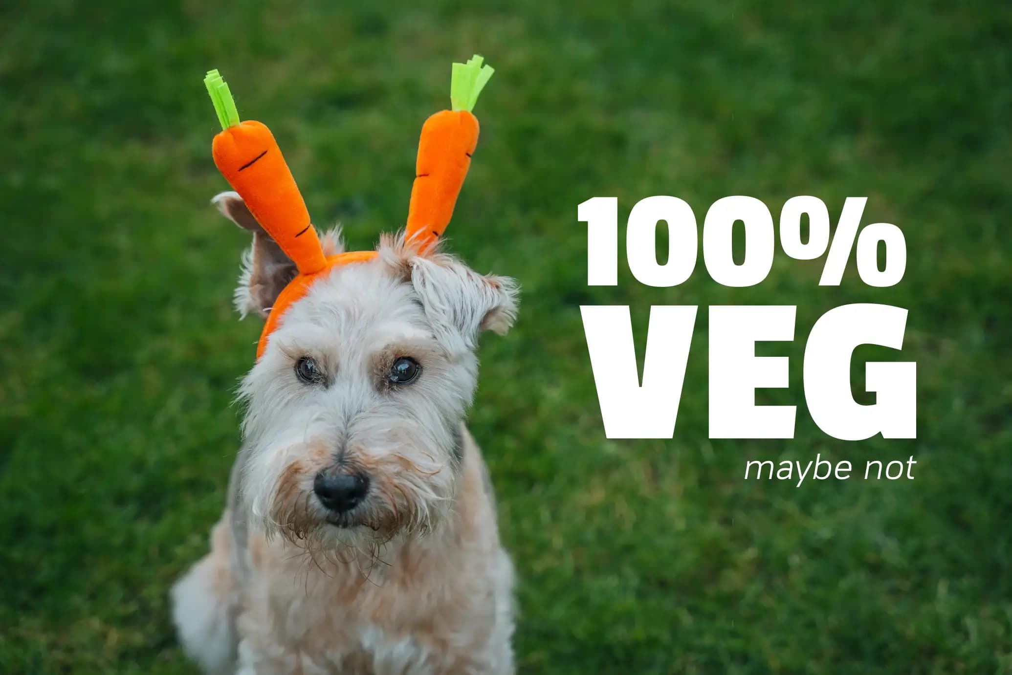 carrot-dog.webp